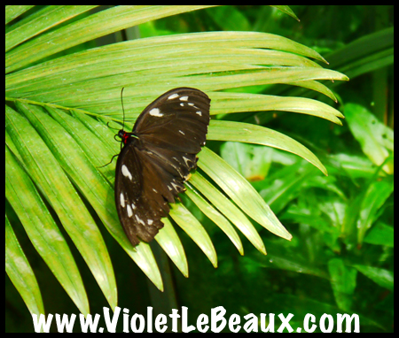 VioletLeBeaux-Melbourne-Zoo-1030185_1350 copy